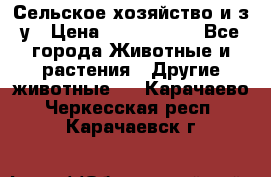 Сельское хозяйство и з/у › Цена ­ 2 500 000 - Все города Животные и растения » Другие животные   . Карачаево-Черкесская респ.,Карачаевск г.